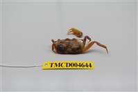 藏品(萬歲大眼蟹)的圖片